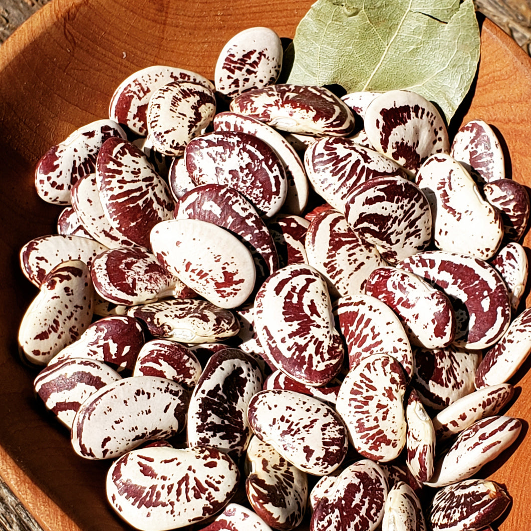 Calico (X-mas) Lima beans